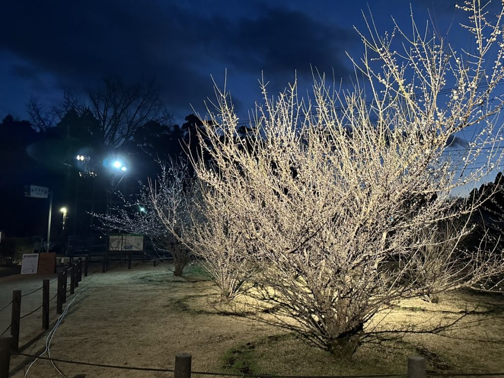 Light・up 座論梅