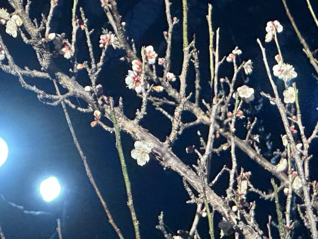 Light・up 座論梅