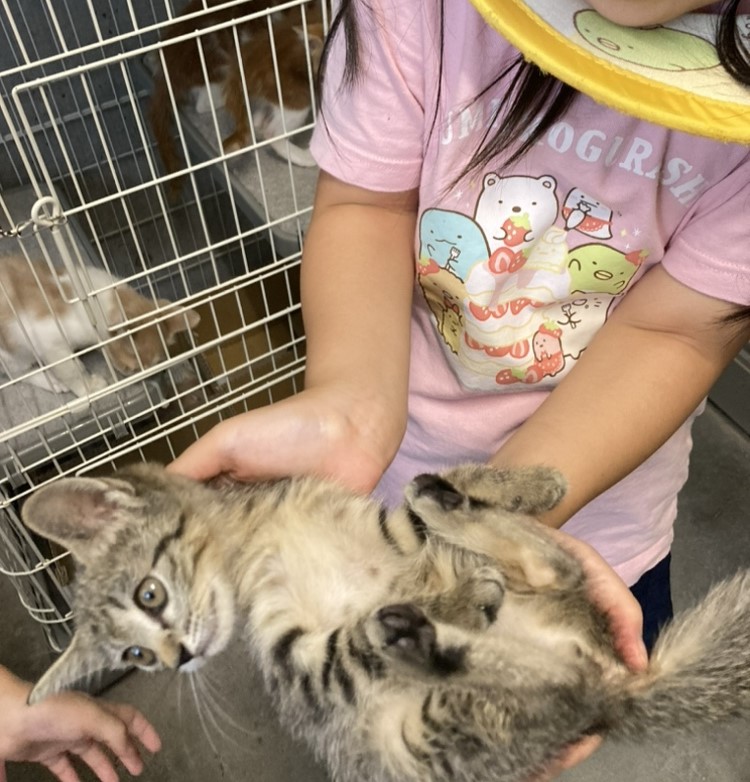 猫の日