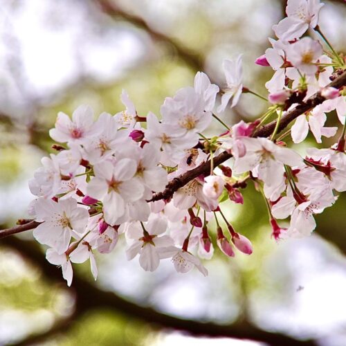 春です、花粉の季節です🌸