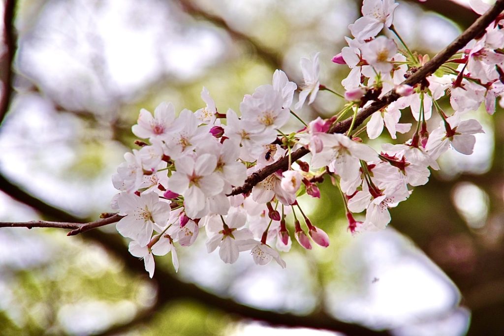 春です、花粉の季節です🌸