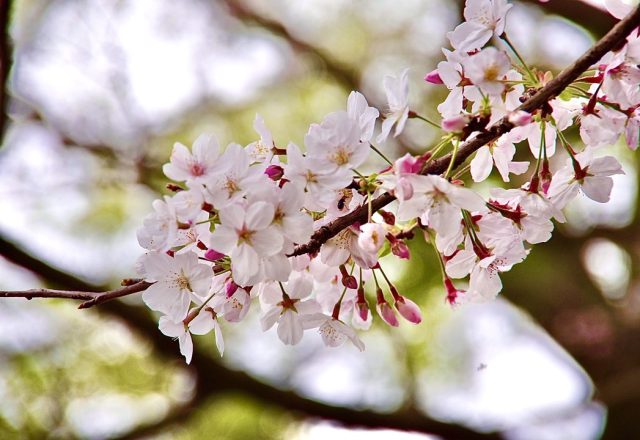 春です、花粉の季節です🌸