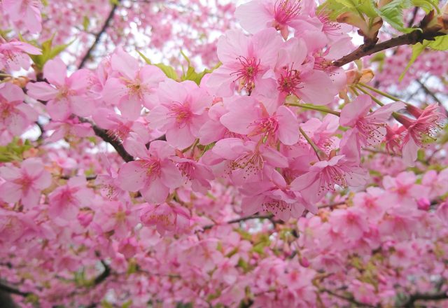 家族旅行🌸