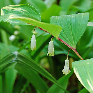 春だ、阿蘇だ、山菜だ