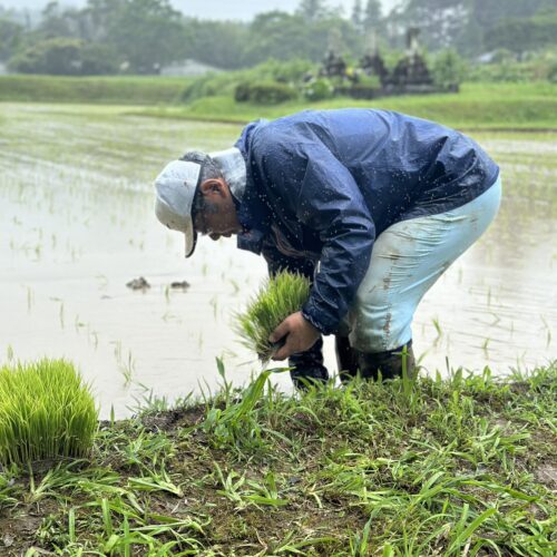 R6年度　東郷水田　田植え実施