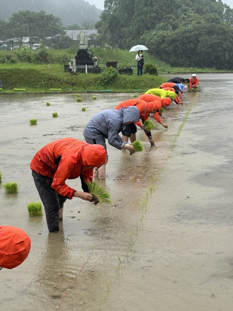 R6年度 東郷水田 田植え実施