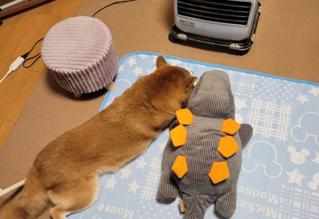 今年の冬は寒すぎる。