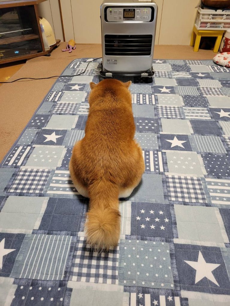 今年の冬は寒すぎる。