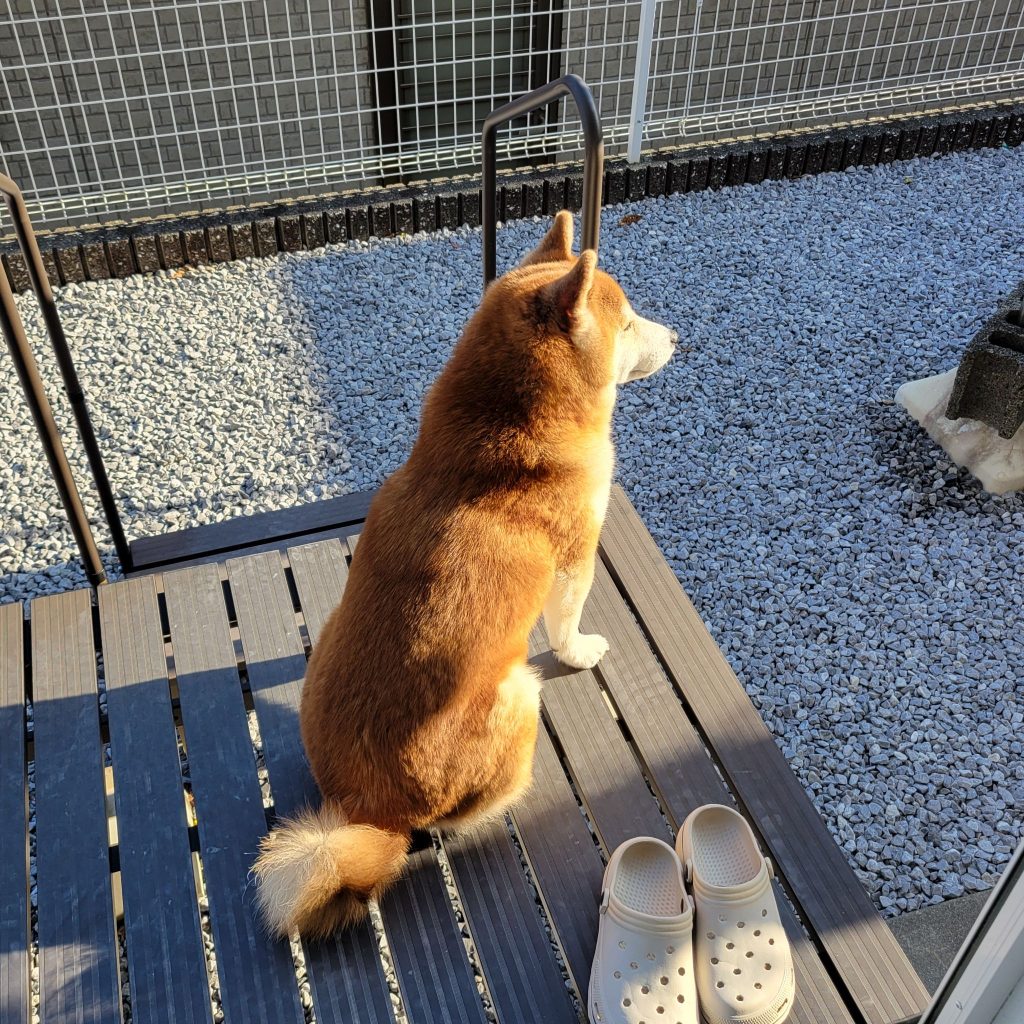 今年の冬は寒すぎる。