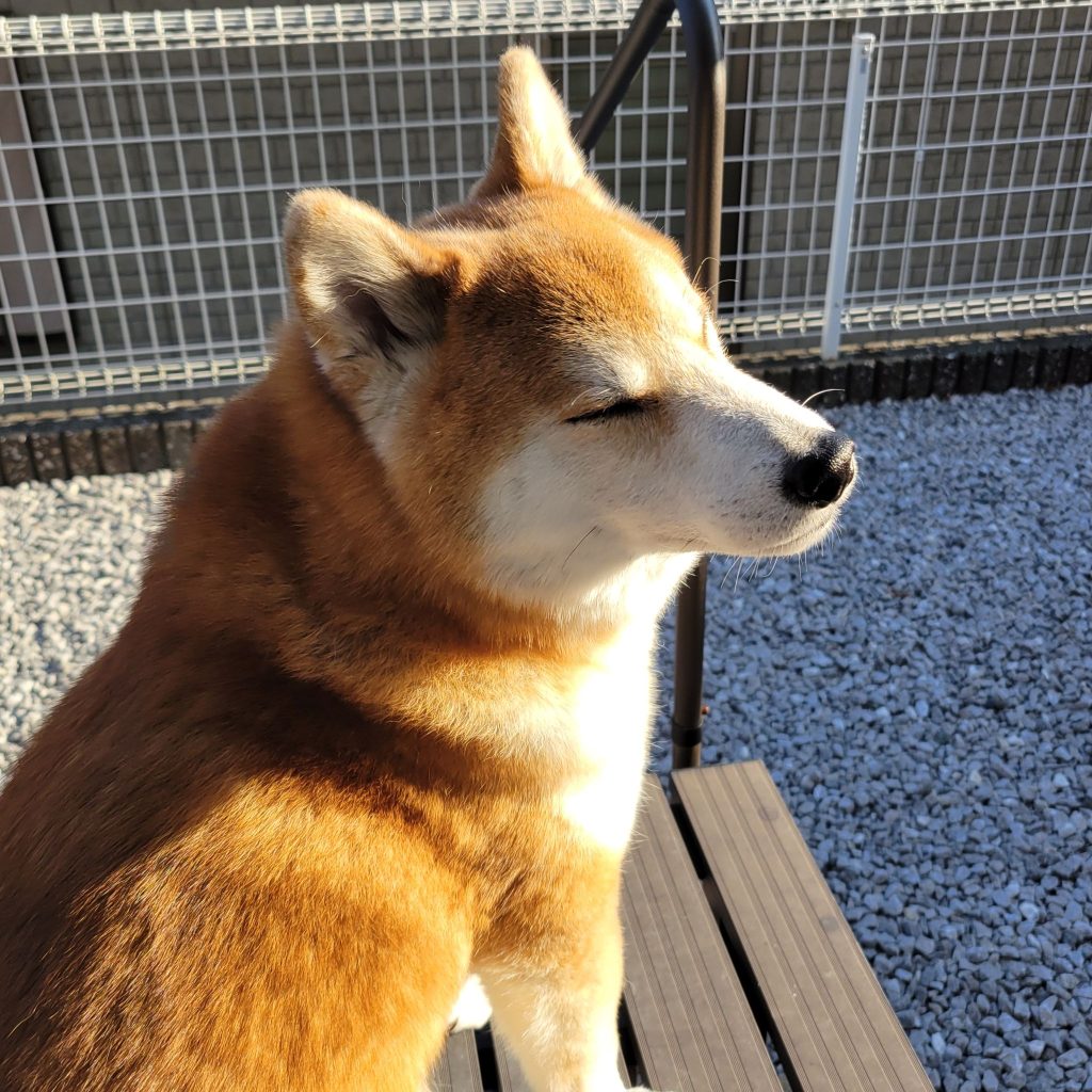 今年の冬は寒すぎる。