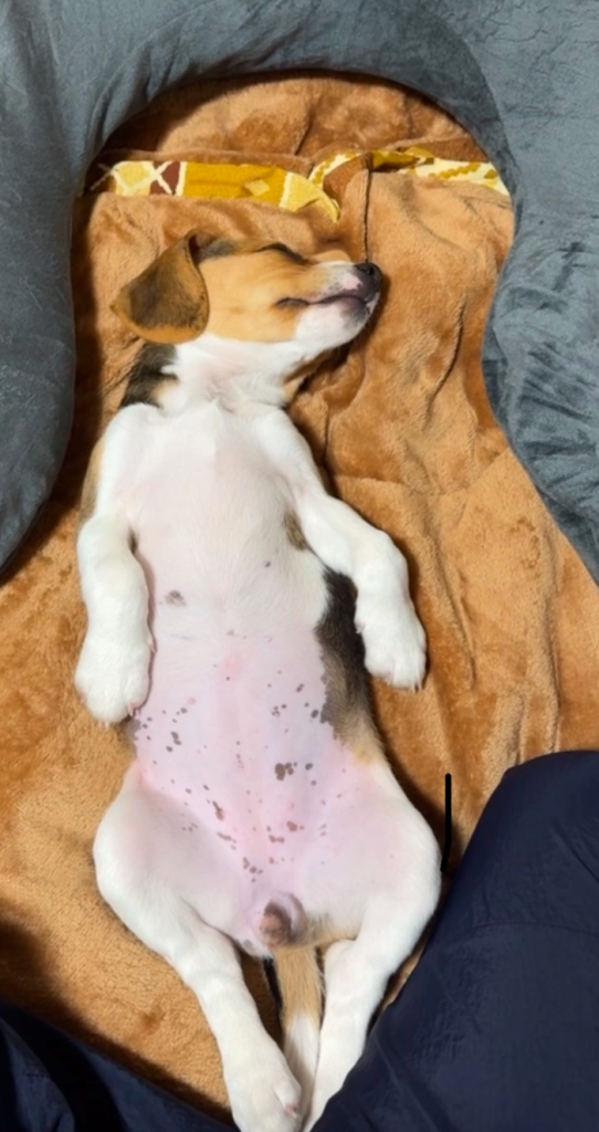 我が家の癒し。。。