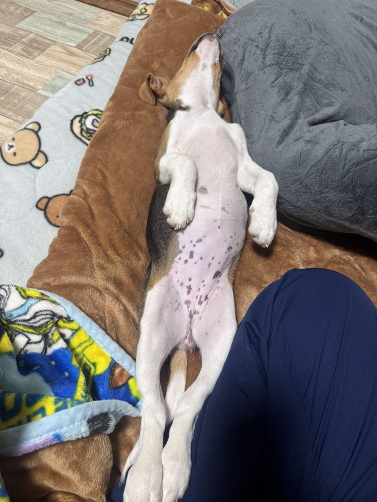 我が家の癒し。。。