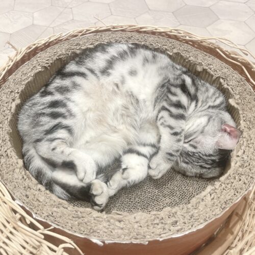 猫カフェ