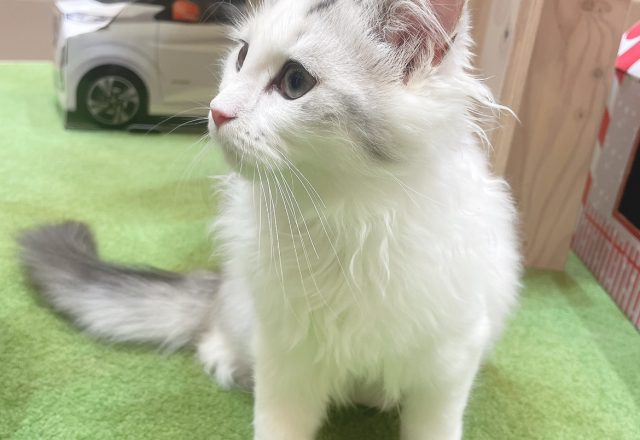 猫カフェ