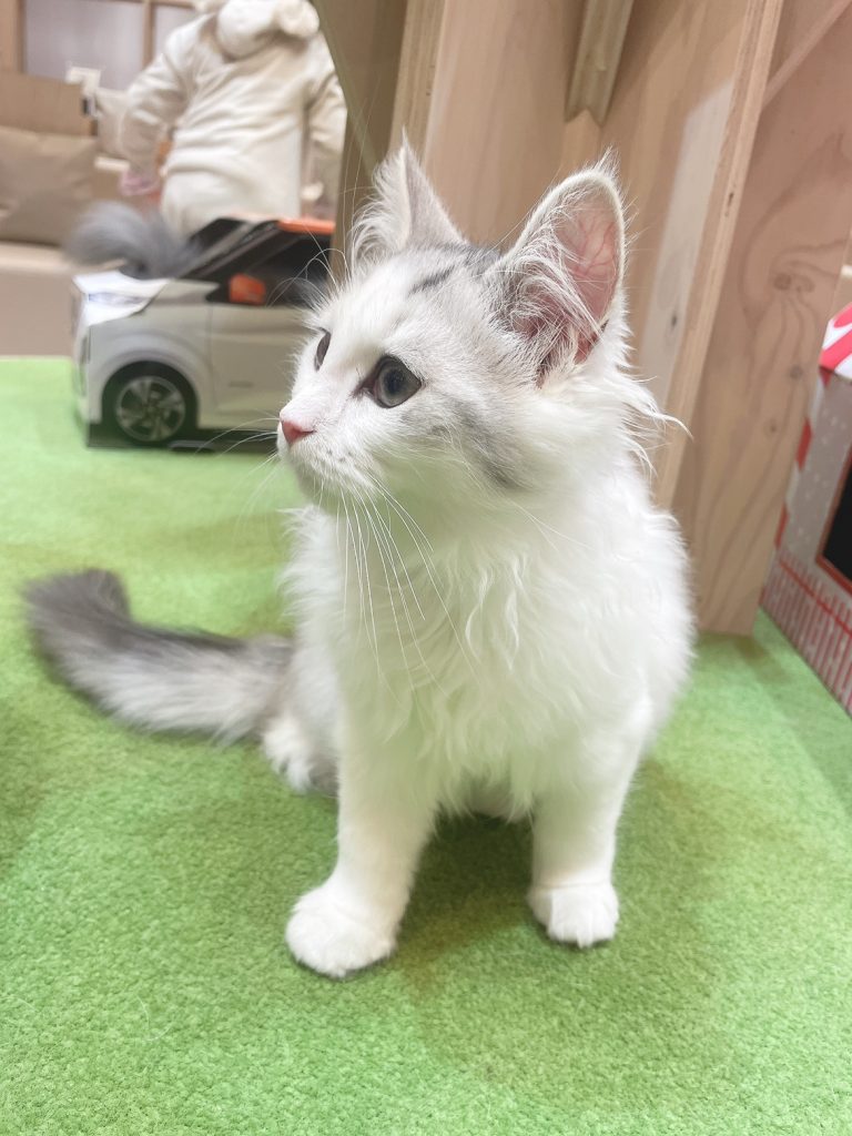 猫カフェ