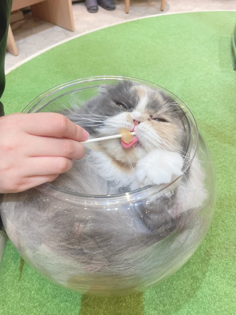 猫カフェ