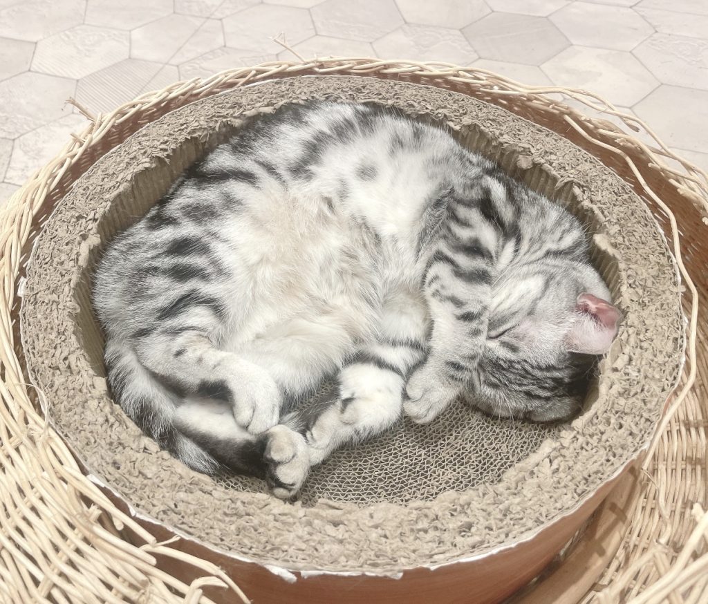 猫カフェ