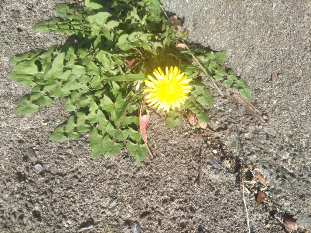散歩