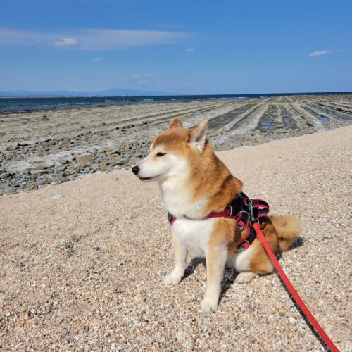 ちょっと遠出のおさんぽ