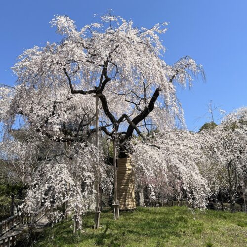 浄泉寺しだれ桜