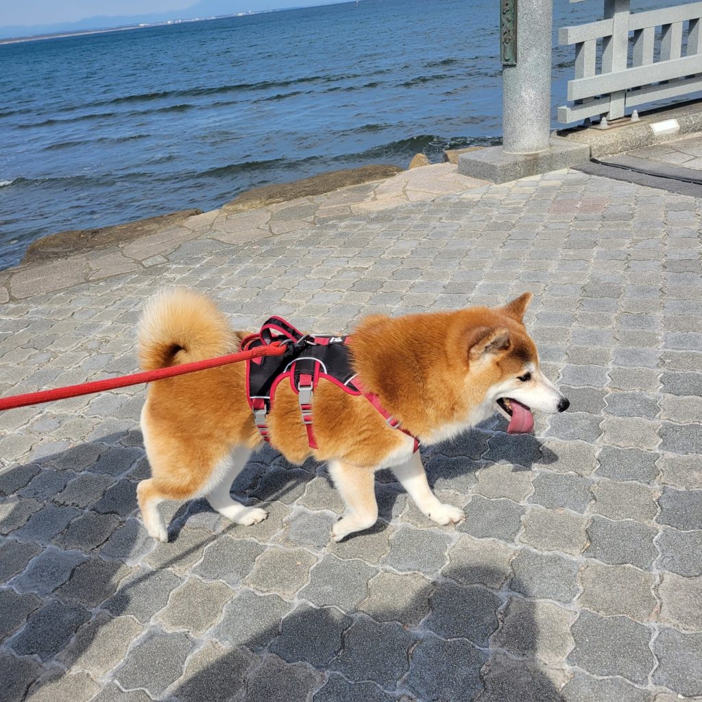 ちょっと遠出のおさんぽ