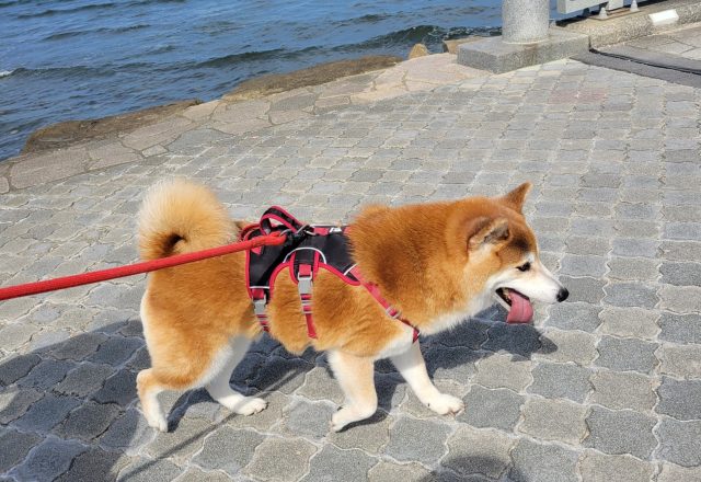 ちょっと遠出のおさんぽ