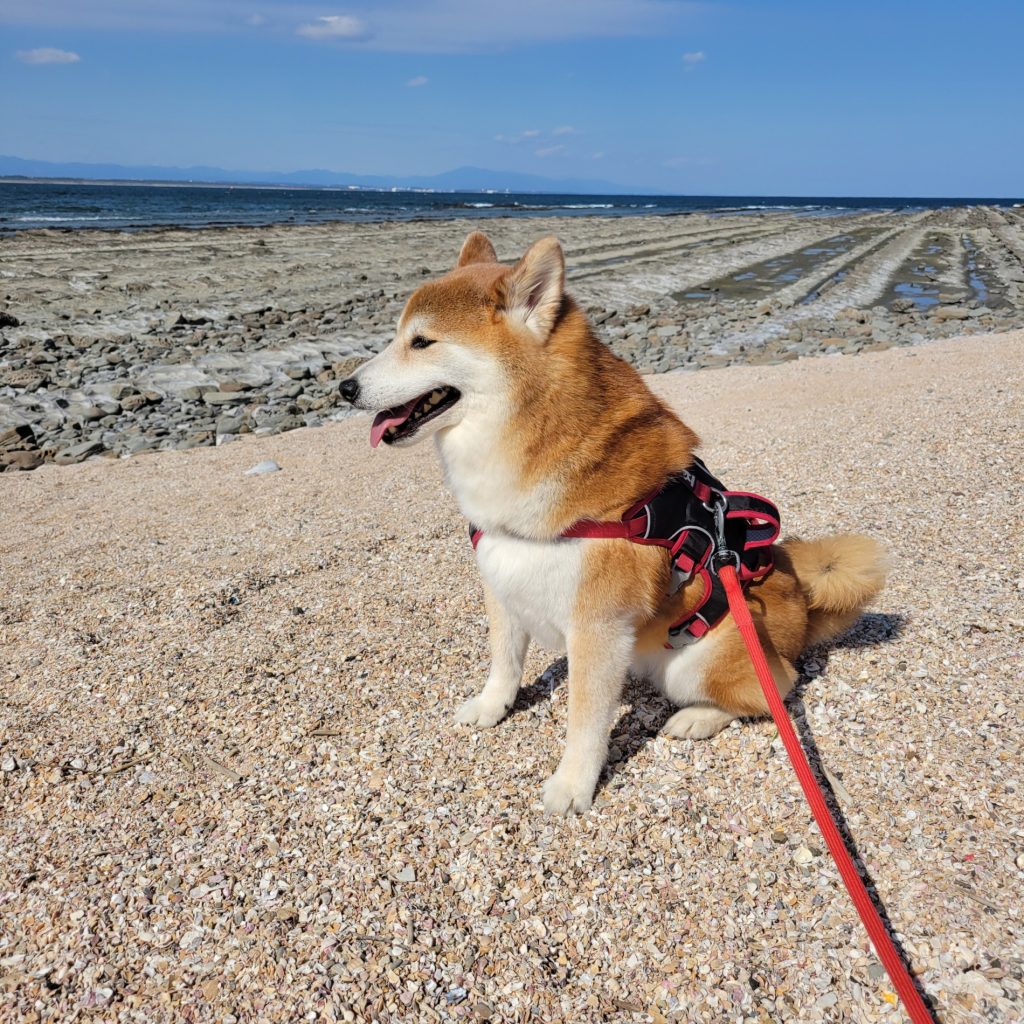 ちょっと遠出のおさんぽ