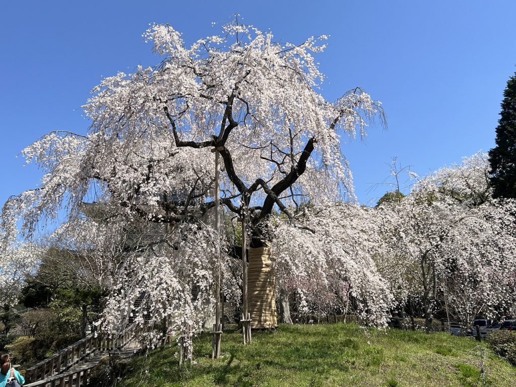 浄泉寺しだれ桜