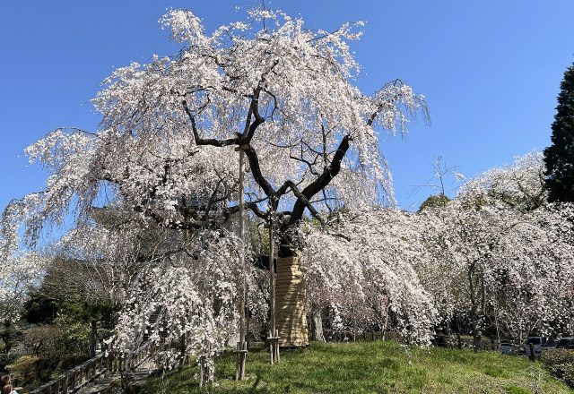 浄泉寺しだれ桜