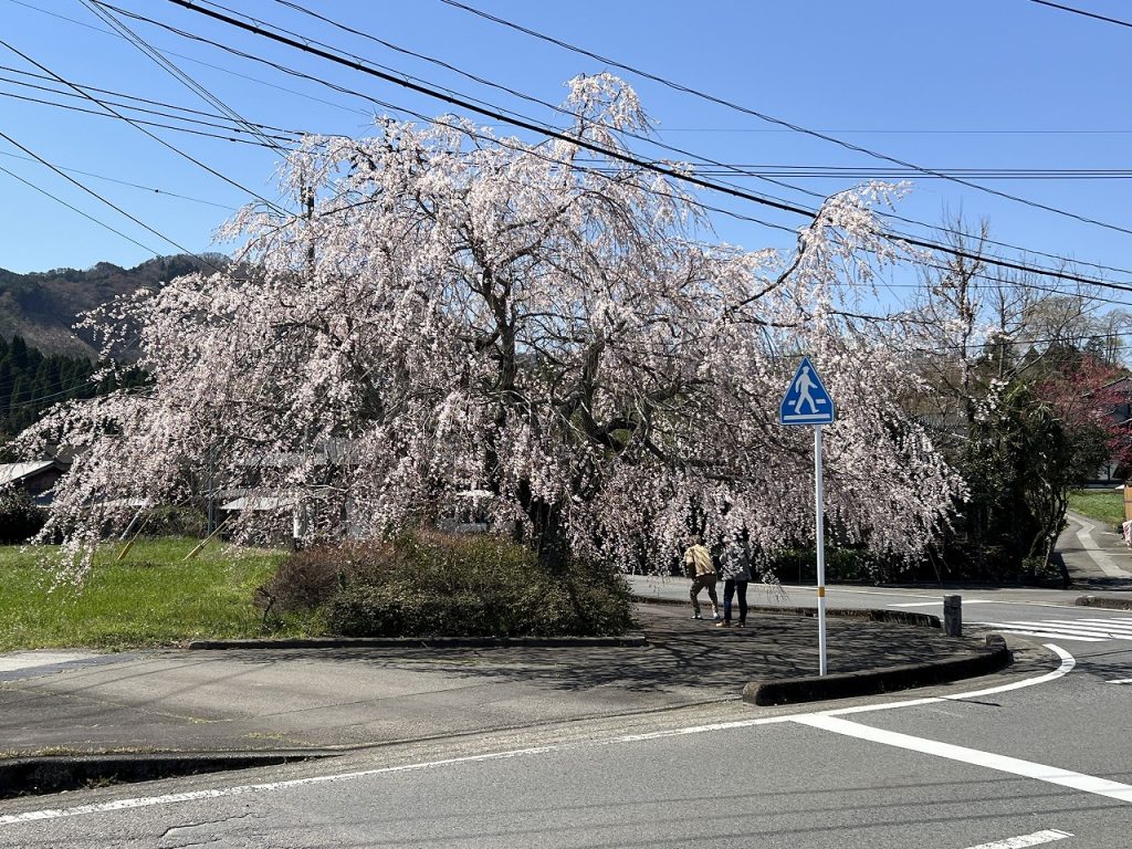浄泉寺しだれ桜
