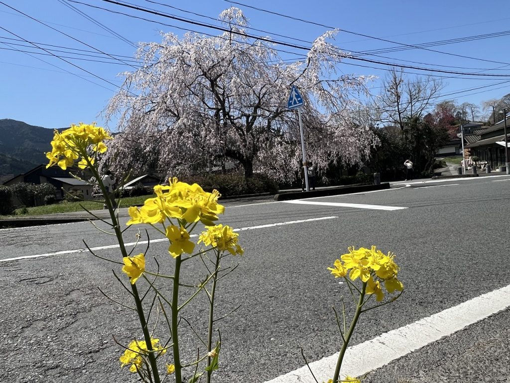 浄泉寺しだれ桜