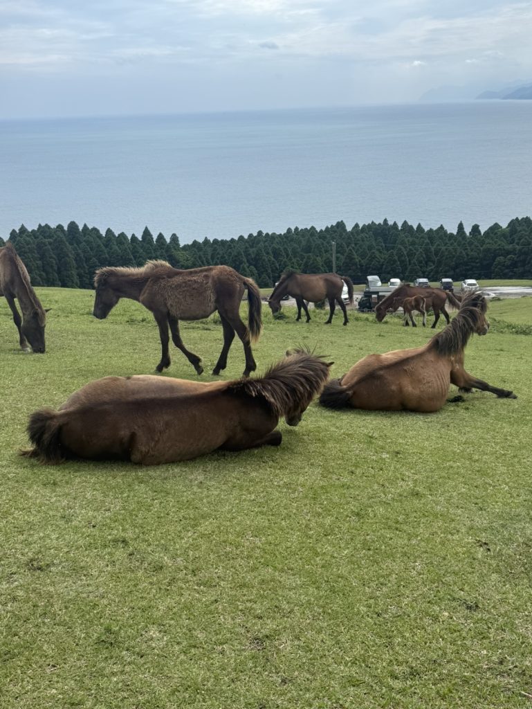 野生馬に出会いました！