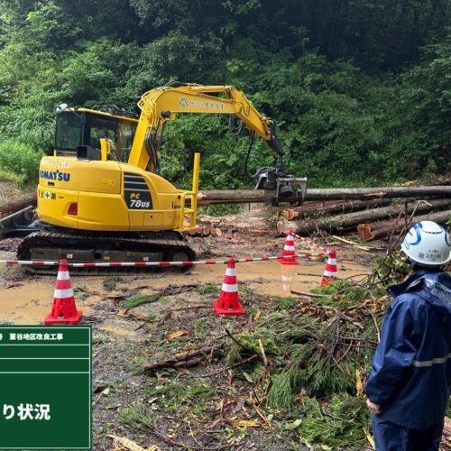 伐採した木を玉切りしています