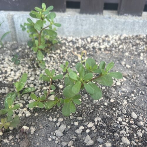 花壇で出会った“食べられる雑草”──小さな発見