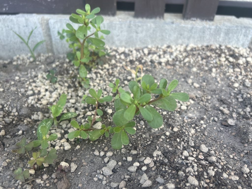 花壇で出会った“食べられる雑草”──小さな発見