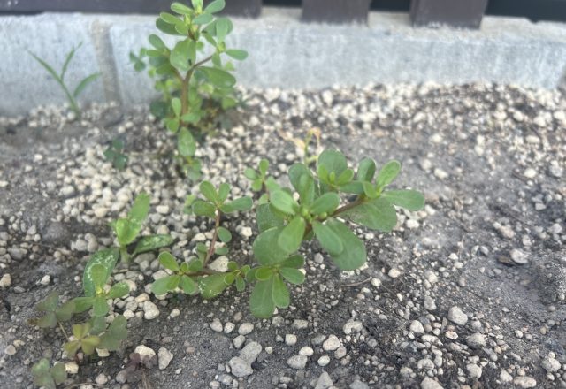 花壇で出会った“食べられる雑草”──小さな発見
