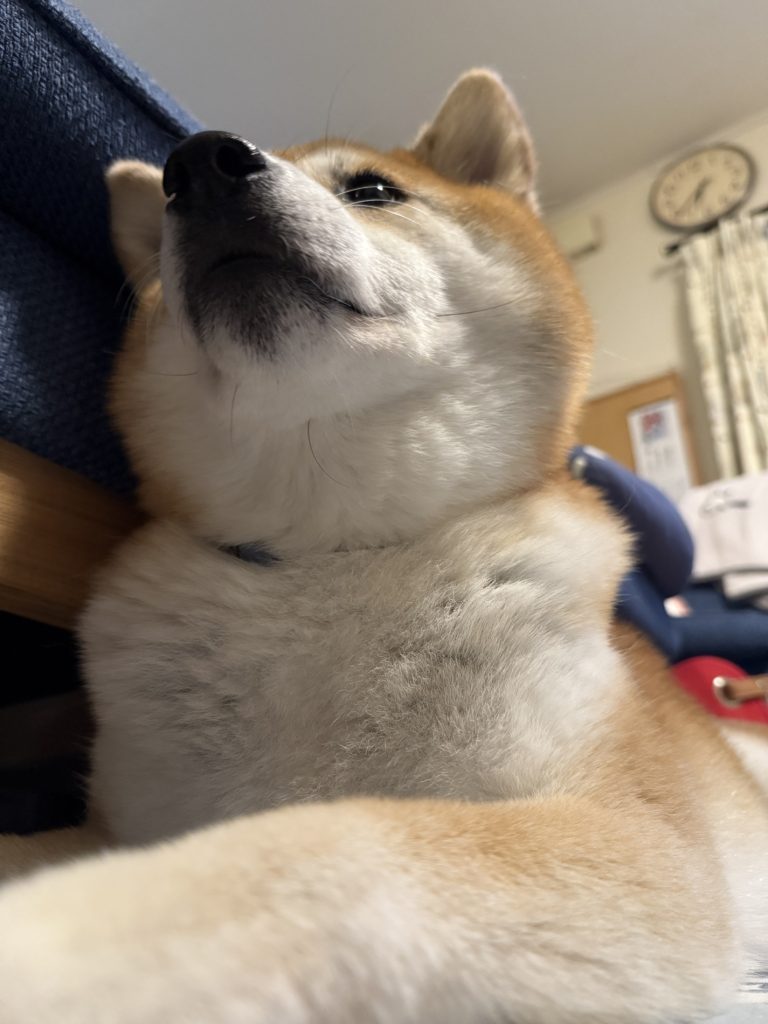 夏から冬へ、モコモコ換毛期