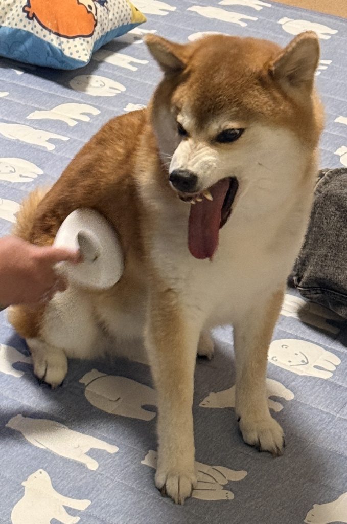 夏から冬へ、モコモコ換毛期