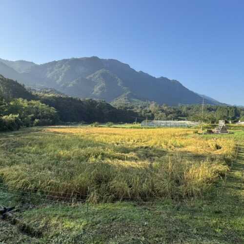 東郷水田!収穫! 旭米!!