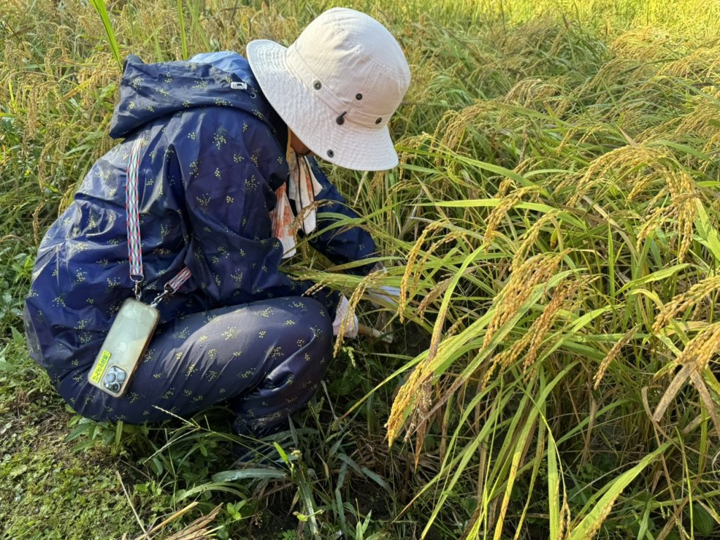 東郷水田！収穫！ 旭米！！
