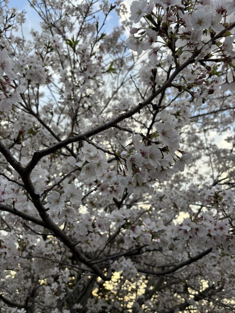 桜の季節