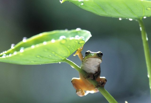 梅雨の語源