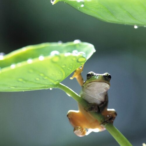 梅雨の語源