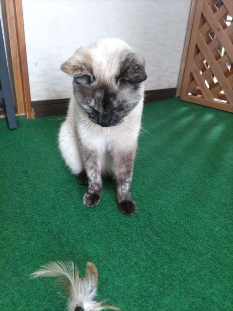 七福猫