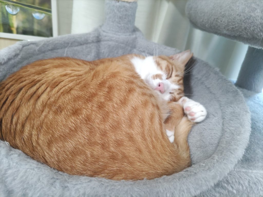 七福猫