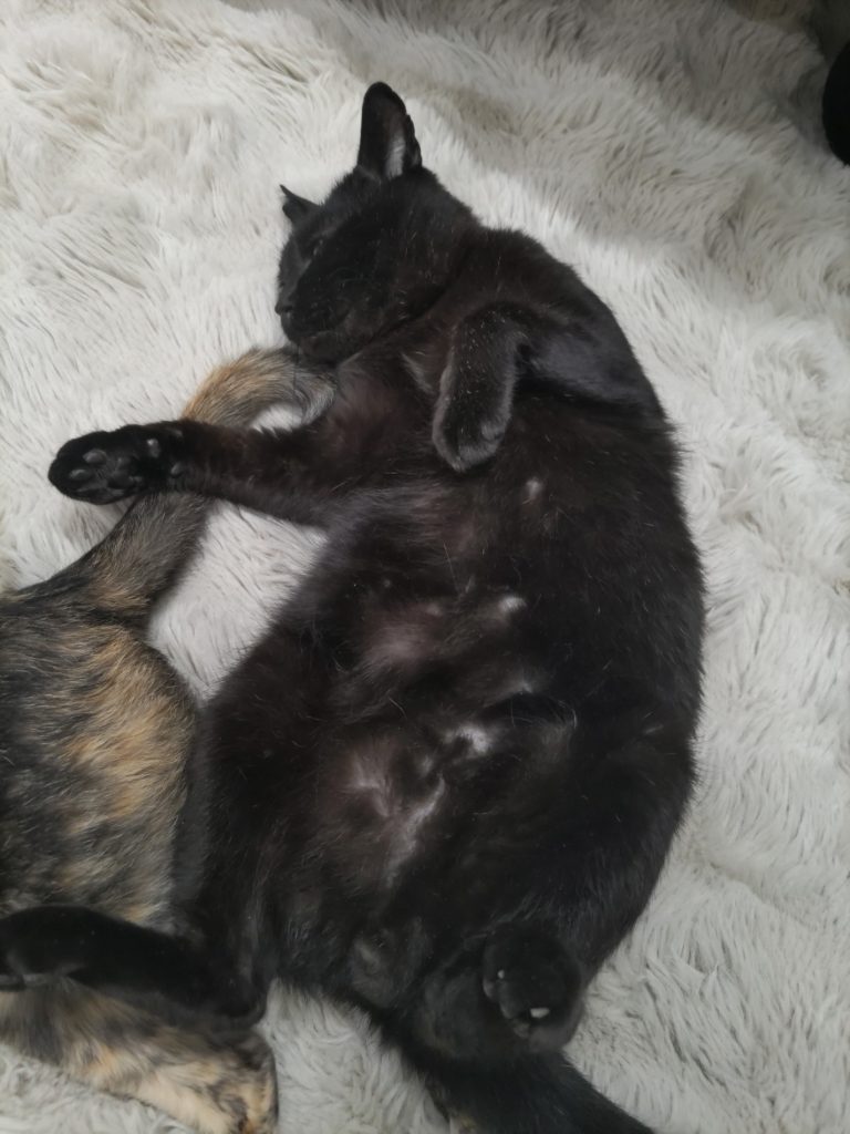 七福猫