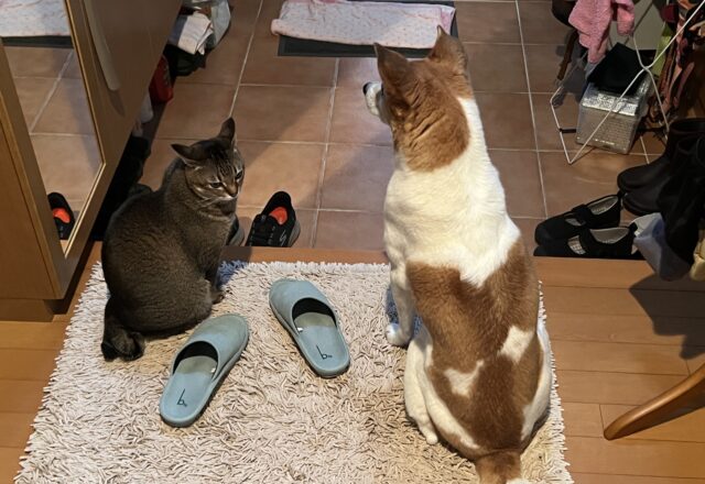 玄関で並んで座る愛犬と愛猫