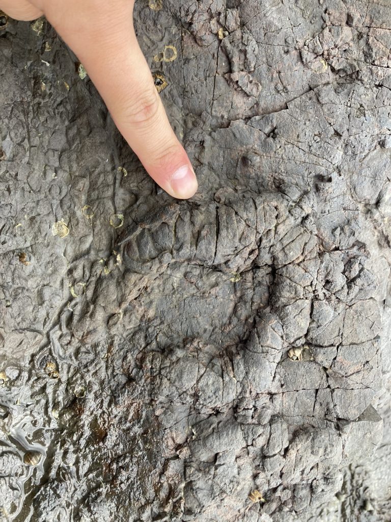八代の思い出