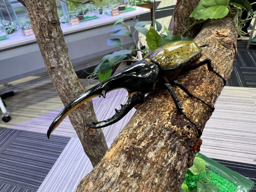 夏休み